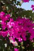 Anemones 001